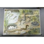 Very Large Wall Hanging Early Continental Chromollithograph Original Print of Snakes & Their Habitat