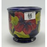 Moorcroft Hibiscus on Blue Ground Planter: height 12.5cm