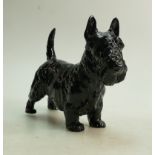 Royal Doulton model of a large Scottish Terrier Height 18cm. (restored)