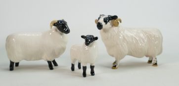 Beswick Black Faced Ram 301, Sheep 165 Lamb 1828(3)