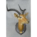 Taxidermy - Impala Mounted Head: Lemek Valley B.E.A June 1910, height from tip of horns to tip of