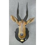 Taxidermy - Cape Bushbuck Mounted Head: Amala River B.E.A June 1910, height from tip of horns to tip
