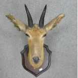 Taxidermy - Reedbuck Mounted Head: height from tip of horns to tip of shield approx 53cm (some