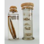 Two Zoology Preserved Sea Life Specimens: displaying seperate species of crabs & open Razor Clam(2)