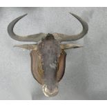Taxidermy - Wilderbeest Mounted Head: Initialed RW to rear, height from tip of horns to tip of