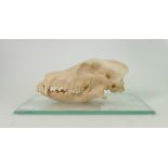 Zoology Large Carnivore Skull: professional preparation with good dentition on later display