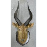 Taxidermy - Cape Bushbuck Mounted Head: Rowland Ward The Jungle Label to rear, height from tip of