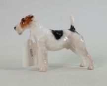 Royal Doulton Rough Haired Terrier HN1014: Good overall condition.