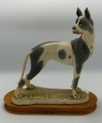 Capodimonte resin harlequin great dane dog figure: height 26cm