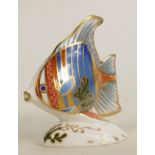 Royal Crown Derby Pacific Angel Fish: Boxed, with certificate 2214/2500.