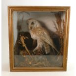 Early 20th century display case containing a barn owl: Height 41cm x width 37cm x depth 19cm.