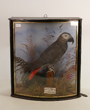 Cased taxidermy specimen of an African Grey Parrot with local historical connection: Believed to