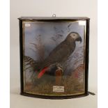 Cased taxidermy specimen of an African Grey Parrot with local historical connection: Believed to
