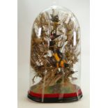20th century domed glass case containing 10 assorted birds: Height 38cm x width 35cm. Collection