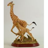 Border Fine Arts Wild World series figure Giraffe A5407: Boxed.