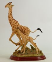 Border Fine Arts Wild World series figure Giraffe A5407: Boxed.