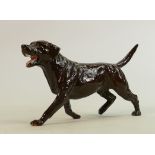 Beswick walking chocolate labrador 3062B: Collectors Club Special 1993, boxed.