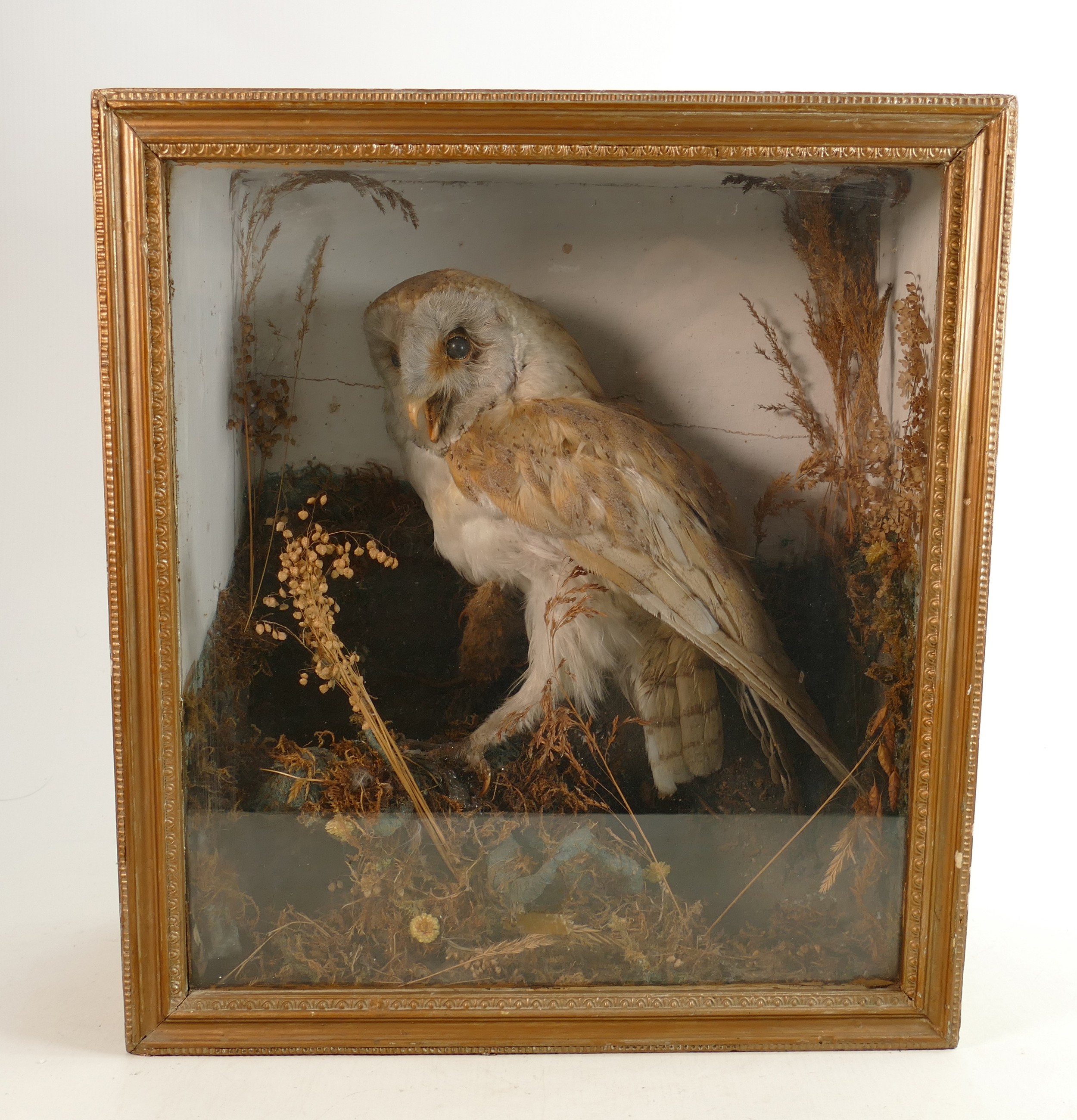 Early 20th century display case containing a barn owl: Height 41cm x width 37cm x depth 19cm. - Image 2 of 2