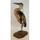 Taxidermy large Heron: Height 67cm. Collection only.