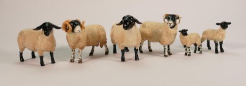 Boxed Border Fine Art Sheep to include: Suffolk Ewe A4163, Tup A4587 & Lamb A4590, plus Swaledale