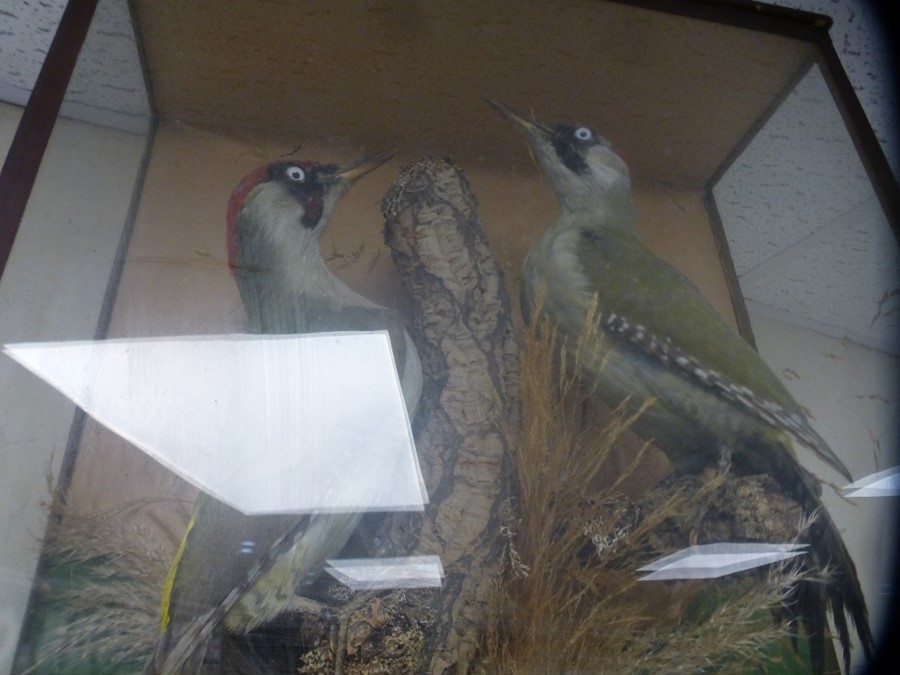 A pair of Green cased Woodpeckers - Image 3 of 3