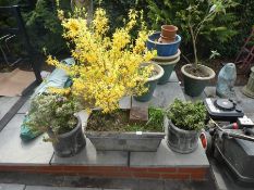 A pair of round garden planters with shrubs and a rectangular planter with yellow flowering tree