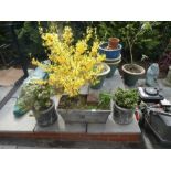 A pair of round garden planters with shrubs and a rectangular planter with yellow flowering tree