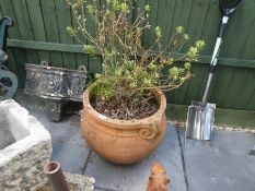 A large terracotta planter with established shrub