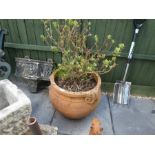 A large terracotta planter with established shrub