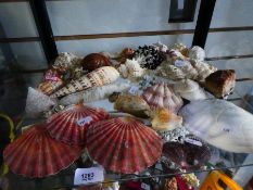 Selection of Corals, sea shells, and mineral stone
