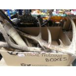 A box containing antlers and horns