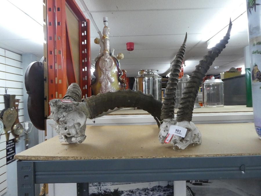 Two x large skull and horned displays gazelle/antelope