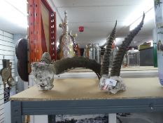 Two x large skull and horned displays gazelle/antelope