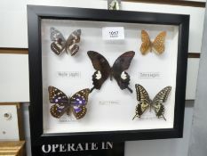 Small case of butterflies