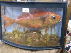 Taxidermy, stuffed Red Bream in bow fronted case, RD Stewart