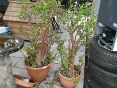Two established 'Money Trees' in plastic pots
