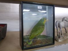 Taxidermy, a green parrot in a glazed case, 31.5cm