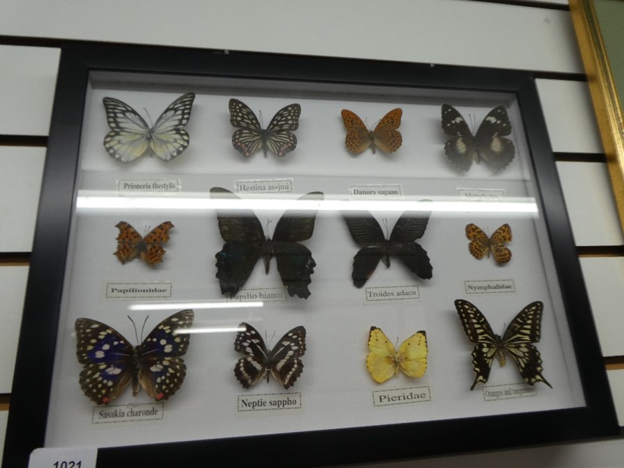 A case of butterflies