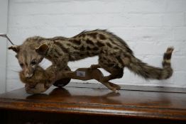 Taxidermy; a stuffed South African wildcat holding bird