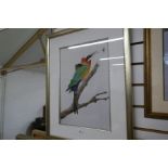 Terence Blam; a watercolour of an exotic bird and one other of a Ruby Throated Flycatcher