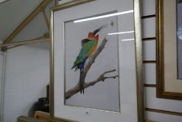 Terence Blam; a watercolour of an exotic bird and one other of a Ruby Throated Flycatcher