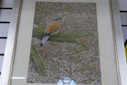 Terence Blam; a watercolour of Kestrel on pebbles and one other of Red Backed Parrot