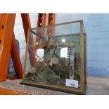 A taxidermy Finch (Chaffinch) bird in a perspex wooden case