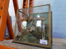 A taxidermy Finch (Chaffinch) bird in a perspex wooden case