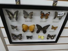 A case of butterflies and a case of insects