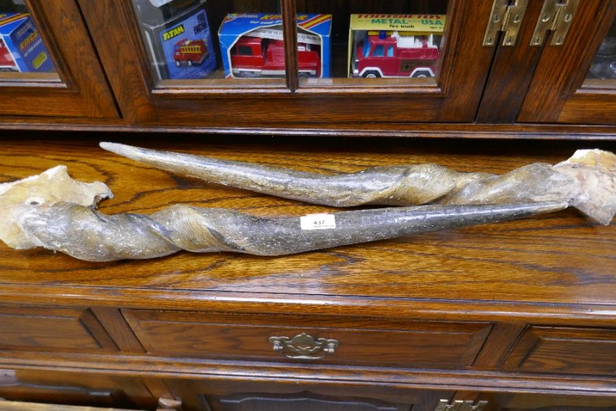 A pair of twisted animal horns, 56cm