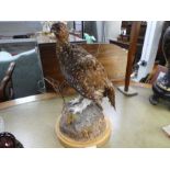 Taxidermy; a stuffed Grouse on wooden base