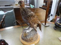 Taxidermy; a stuffed Grouse on wooden base