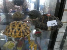 Two small vintage tortoise shells.