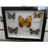 Cased butterflys